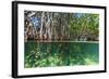 Over and under Shot of Mangrove Roots in Tampa Bay, Florida-James White-Framed Photographic Print