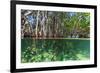 Over and under Shot of Mangrove Roots in Tampa Bay, Florida-James White-Framed Photographic Print