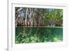 Over and under Shot of Mangrove Roots in Tampa Bay, Florida-James White-Framed Photographic Print