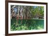 Over and under Shot of Mangrove Roots in Tampa Bay, Florida-James White-Framed Photographic Print