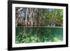 Over and under Shot of Mangrove Roots in Tampa Bay, Florida-James White-Framed Photographic Print