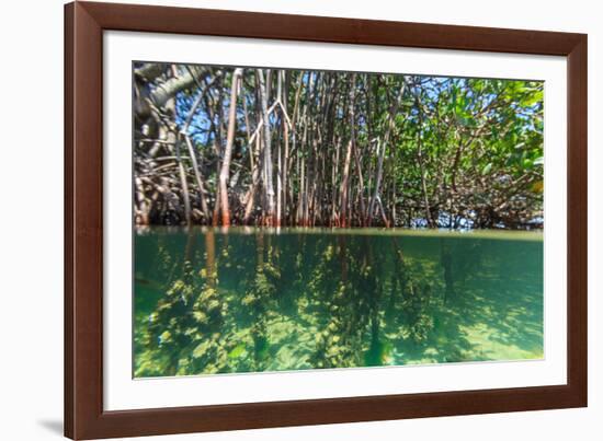 Over and under Shot of Mangrove Roots in Tampa Bay, Florida-James White-Framed Photographic Print