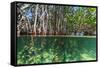 Over and under Shot of Mangrove Roots in Tampa Bay, Florida-James White-Framed Stretched Canvas