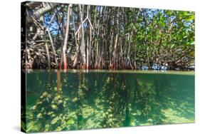 Over and under Shot of Mangrove Roots in Tampa Bay, Florida-James White-Stretched Canvas