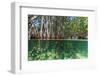 Over and under Shot of Mangrove Roots in Tampa Bay, Florida-James White-Framed Photographic Print