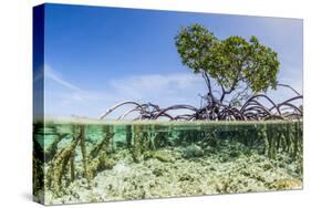 Over and under Water Photograph of a Mangrove Tree , Background Near Staniel Cay, Bahamas-James White-Stretched Canvas