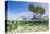 Over and under Water Photograph of a Mangrove Tree , Background Near Staniel Cay, Bahamas-James White-Stretched Canvas