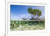 Over and under Water Photograph of a Mangrove Tree , Background Near Staniel Cay, Bahamas-James White-Framed Photographic Print