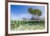 Over and under Water Photograph of a Mangrove Tree , Background Near Staniel Cay, Bahamas-James White-Framed Photographic Print