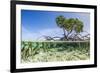 Over and under Water Photograph of a Mangrove Tree , Background Near Staniel Cay, Bahamas-James White-Framed Photographic Print