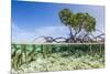 Over and under Water Photograph of a Mangrove Tree , Background Near Staniel Cay, Bahamas-James White-Mounted Photographic Print