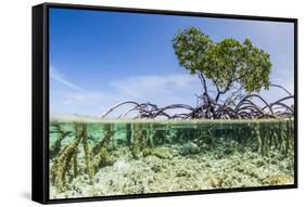 Over and under Water Photograph of a Mangrove Tree , Background Near Staniel Cay, Bahamas-James White-Framed Stretched Canvas