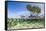 Over and under Water Photograph of a Mangrove Tree , Background Near Staniel Cay, Bahamas-James White-Framed Stretched Canvas