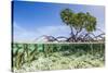 Over and under Water Photograph of a Mangrove Tree , Background Near Staniel Cay, Bahamas-James White-Stretched Canvas