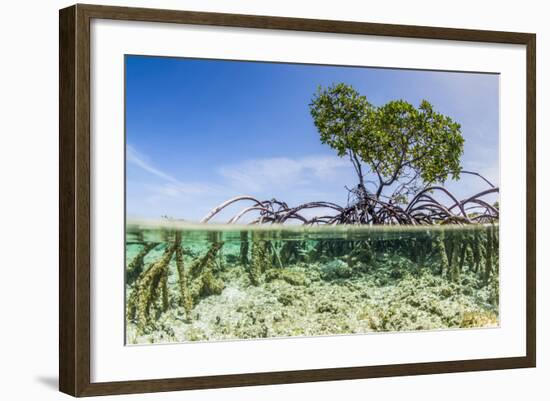 Over and under Water Photograph of a Mangrove Tree , Background Near Staniel Cay, Bahamas-James White-Framed Photographic Print