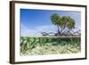 Over and under Water Photograph of a Mangrove Tree , Background Near Staniel Cay, Bahamas-James White-Framed Photographic Print