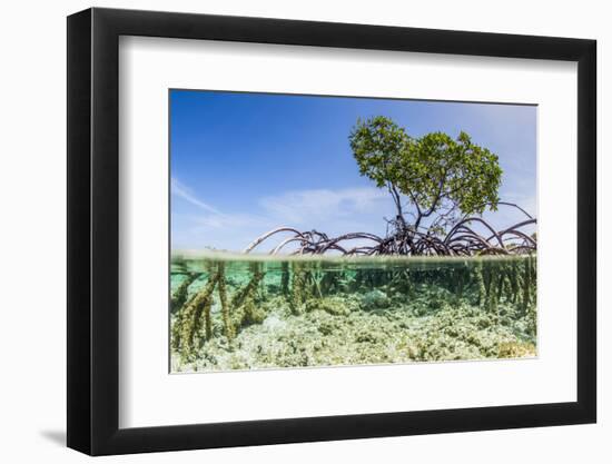 Over and under Water Photograph of a Mangrove Tree , Background Near Staniel Cay, Bahamas-James White-Framed Photographic Print