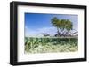 Over and under Water Photograph of a Mangrove Tree , Background Near Staniel Cay, Bahamas-James White-Framed Photographic Print