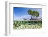 Over and under Water Photograph of a Mangrove Tree , Background Near Staniel Cay, Bahamas-James White-Framed Photographic Print