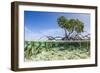 Over and under Water Photograph of a Mangrove Tree , Background Near Staniel Cay, Bahamas-James White-Framed Photographic Print