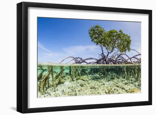 Over and under Water Photograph of a Mangrove Tree , Background Near Staniel Cay, Bahamas-James White-Framed Photographic Print