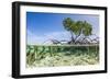 Over and under Water Photograph of a Mangrove Tree , Background Near Staniel Cay, Bahamas-James White-Framed Photographic Print