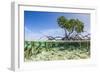 Over and under Water Photograph of a Mangrove Tree , Background Near Staniel Cay, Bahamas-James White-Framed Photographic Print