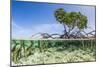 Over and under Water Photograph of a Mangrove Tree , Background Near Staniel Cay, Bahamas-James White-Mounted Photographic Print