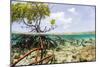 Over and under Water Photograph of a Mangrove Tree , Background Near Staniel Cay, Bahamas-James White-Mounted Photographic Print