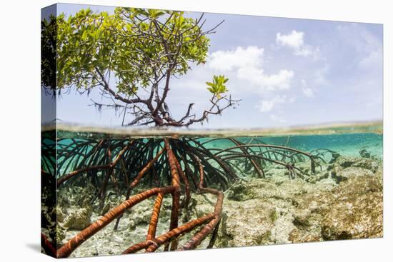 Over and under Water Photograph of a Mangrove Tree , Background Near Staniel Cay, Bahamas-James White-Stretched Canvas
