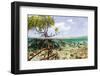 Over and under Water Photograph of a Mangrove Tree , Background Near Staniel Cay, Bahamas-James White-Framed Photographic Print