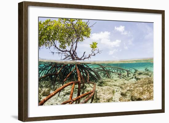 Over and under Water Photograph of a Mangrove Tree , Background Near Staniel Cay, Bahamas-James White-Framed Photographic Print