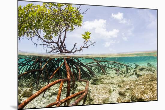 Over and under Water Photograph of a Mangrove Tree , Background Near Staniel Cay, Bahamas-James White-Mounted Photographic Print