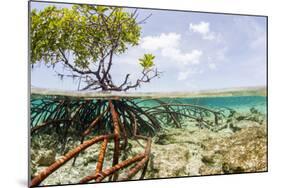 Over and under Water Photograph of a Mangrove Tree , Background Near Staniel Cay, Bahamas-James White-Mounted Photographic Print