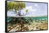 Over and under Water Photograph of a Mangrove Tree , Background Near Staniel Cay, Bahamas-James White-Framed Stretched Canvas