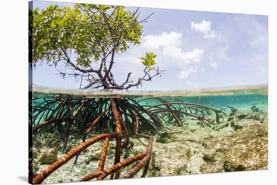 Over and under Water Photograph of a Mangrove Tree , Background Near Staniel Cay, Bahamas-James White-Stretched Canvas