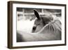 Over His Shoulder-Gail Peck-Framed Photographic Print