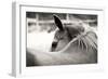 Over His Shoulder-Gail Peck-Framed Photographic Print