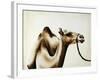 Over the Hump-Sydney Edmunds-Framed Premium Giclee Print