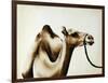 Over The Hump-Sydney Edmunds-Framed Giclee Print