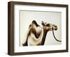 Over The Hump-Sydney Edmunds-Framed Premium Giclee Print