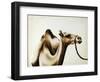 Over The Hump-Sydney Edmunds-Framed Premium Giclee Print