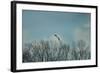 Over the Treeline-Jai Johnson-Framed Giclee Print