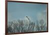 Over the Treeline-Jai Johnson-Framed Giclee Print