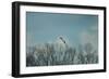 Over the Treeline-Jai Johnson-Framed Giclee Print