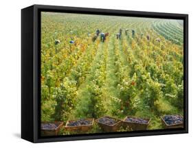 Overall View of French Vineyard During Harvest in Cote de Nuits Section of Burgundy-Carlo Bavagnoli-Framed Stretched Canvas