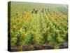 Overall View of French Vineyard During Harvest in Cote de Nuits Section of Burgundy-Carlo Bavagnoli-Stretched Canvas