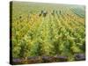 Overall View of French Vineyard During Harvest in Cote de Nuits Section of Burgundy-Carlo Bavagnoli-Stretched Canvas