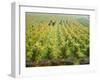 Overall View of French Vineyard During Harvest in Cote de Nuits Section of Burgundy-Carlo Bavagnoli-Framed Photographic Print