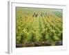 Overall View of French Vineyard During Harvest in Cote de Nuits Section of Burgundy-Carlo Bavagnoli-Framed Photographic Print